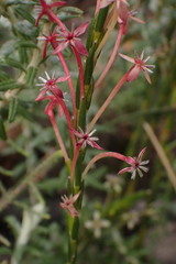 Struthiola macowanii