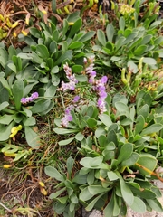 Limonium vulgare