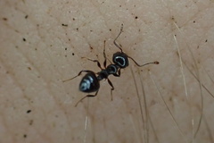 Crematogaster pilosa