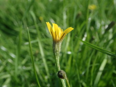 Scorzoneroides autumnalis