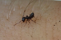 Crematogaster pilosa