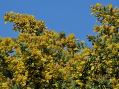 Zosterops lateralis lateralis