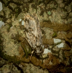 Barea nymphica