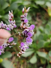 Limonium vulgare