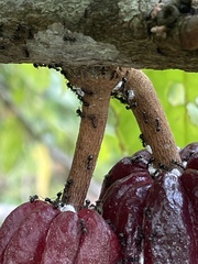 Dolichoderus thoracicus