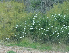 Convolvulus capensis
