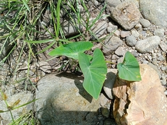 Xanthosoma sagittifolium