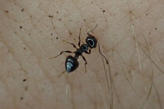 Crematogaster pilosa