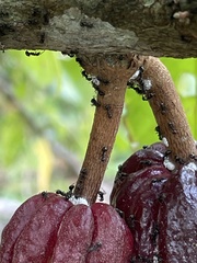 Dolichoderus thoracicus