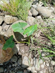 Xanthosoma sagittifolium