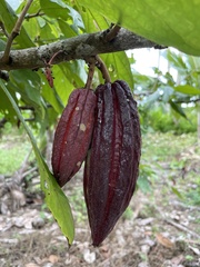 Dolichoderus thoracicus