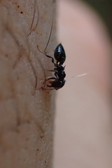 Crematogaster pilosa