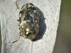 Diphucrania acuducta