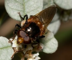 Cyphipelta rufocyanea