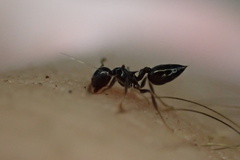 Crematogaster pilosa
