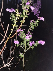 Prostanthera rotundifolia