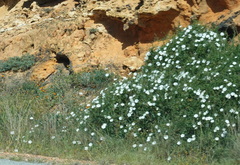 Convolvulus capensis
