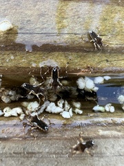 Platyvelia brachialis