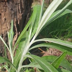 Senecio quadridentatus