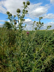 Cirsium serrulatum