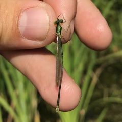 Lestes virens vestalis