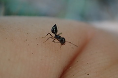 Crematogaster pilosa