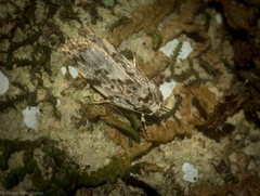 Barea nymphica