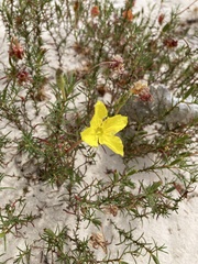 Oenothera hartwegii