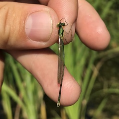Lestes virens vestalis