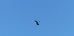 Ardea cinerea cinerea