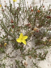 Oenothera hartwegii