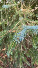 Picea sitchensis