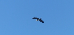 Ardea cinerea cinerea