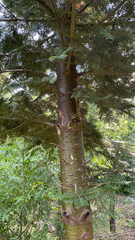 Abies concolor