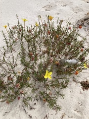Oenothera hartwegii