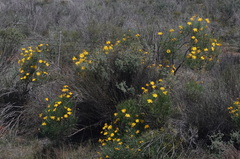Euryops speciosissimus