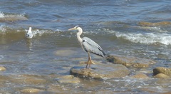 Ardea cinerea cinerea