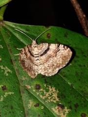 Xanthorhoe packardata