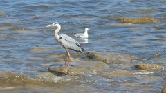 Ardea cinerea cinerea