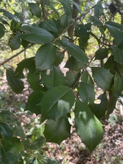 Ilex