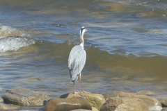 Ardea cinerea cinerea