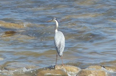 Ardea cinerea cinerea