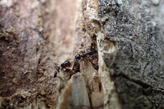 Crematogaster ashmeadi