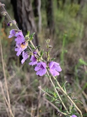 Prostanthera