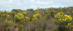 Euryops speciosissimus