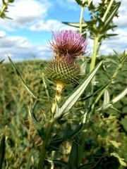 Cirsium serrulatum