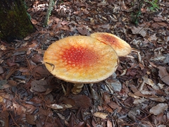 Amanita muscaria