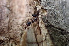 Crematogaster ashmeadi