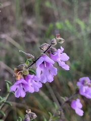 Prostanthera
