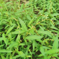 Persicaria hydropiper